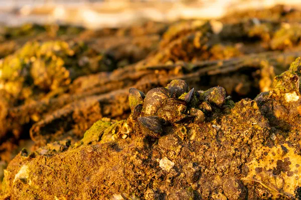 Minerales no metálicos características principales